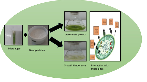 Graphical Abstract